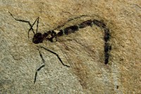 Lestes ceresti
